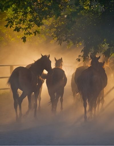 Horses in dust