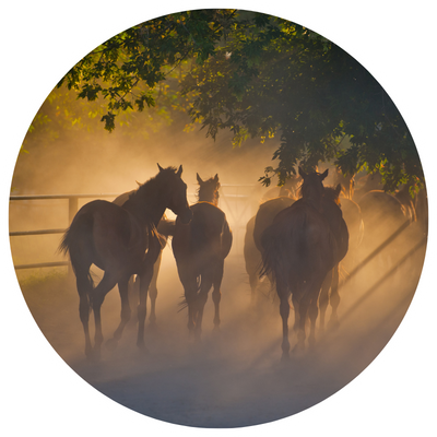 Sundancy by Ranch Water Inspiration Sundancy by Ranch Water Inspiration